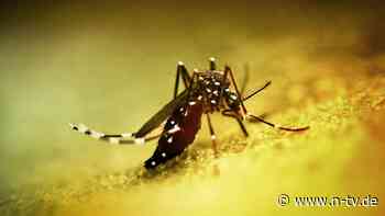 Tot oder lebendig: Gemeinde setzt Kopfgeld auf Moskitos aus