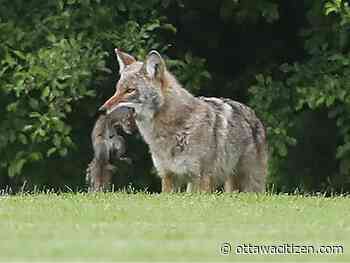 Coyote sightings rise as snow makes food scarce