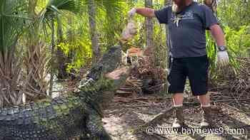 Jungle Adventures gets you close to real Florida wildlife