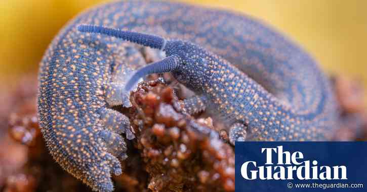 Worm-like creature with ‘dark secret’ wins New Zealand bug of the year award