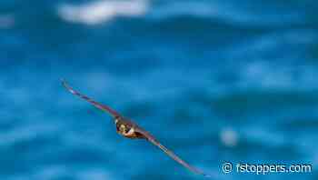 Autofocus Tricks You Need to Know to Get the Hardest Shots