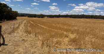 Grain and graze potential at prime high rainfall environment of Crossman