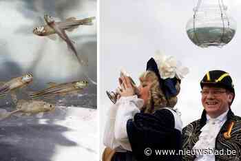 Na eeuwenlange traditie worden in Geraardsbergen dit weekend geen levende visjes meer gedronken: “Dit is een ramp”