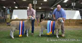 Canberra Royal 2025: Heritage breed goes on display in Dorset Horn judging