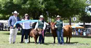 Canberra Royal 2025: Dexter breed judging results