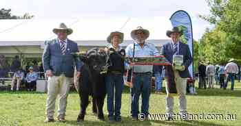 Canberra Royal 2025: Highland breed judging results
