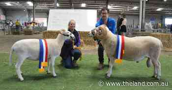 Canberra Royal 2025: 'Striking' Wiltshire Horn ram shows good conformation