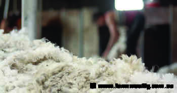 Woolorama shearing takes in a range of fibres this year with new sponsors