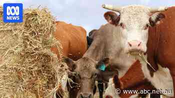 Mutton prices 'going bananas' as Aussie red meat in demand