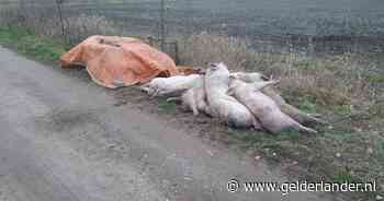 Voorbijgangers schrikken van stapel dode varkens in berm: ‘Een van de ergste dingen die je als boer kan overkomen’