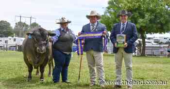 Canberra Royal 2025: Square Meater breed judging