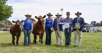 Canberra Royal 2025: Shorthorn breed judging results