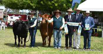 Royal Canberra Show 2025: Limousin breed judging results