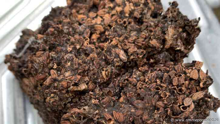 Een vreemd massief blok in een nestkastje, Frans weet wat het is