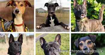 Meet the dogs looking for loving homes after a lonely winter in North East kennels