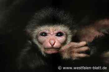 Gibbon-Nachwuchs auf Erkundungstour im Tierpark Ströhen