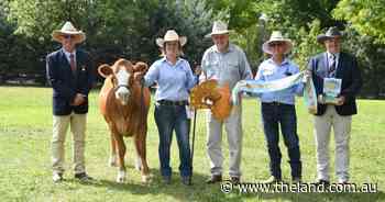 Royal Canberra Show 2025: Fleckvieh breed judging results