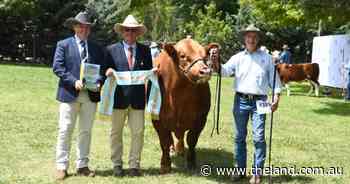 Canberra Royal 2025: Simmental breed judging results