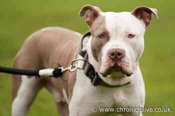 Cramlington XL Bully owner ordered to pay £3,000 kennel costs to police after they seized his dog