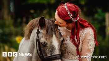 'Oldest horse' thrives on linseed cake and light exercise