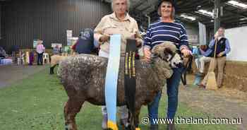 Canberra Royal 2025: Asher topples Arnie in sibling contest of colour fleece