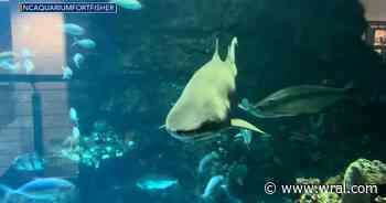 NC Aquarium at Fort Fisher gets $2 million grant for expansion