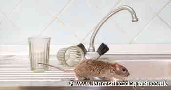 Expert shares hacks to stop rats and mice getting into your home from £2.18