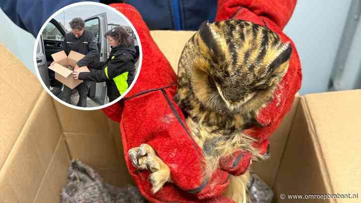 Dit uiltje zat bibberend en gewond op A2 en dankt zijn leven aan Claudio