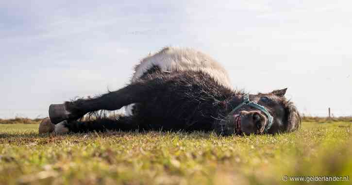 Dodelijke aanval in weiland, pony's van Wouter zijn kansloos: ‘Wij moeten ons niet aanpassen aan de wolf’
