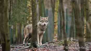 Vorsicht, Wildtier?: Wolf in Sicht: Wie man sich jetzt richtig verhält