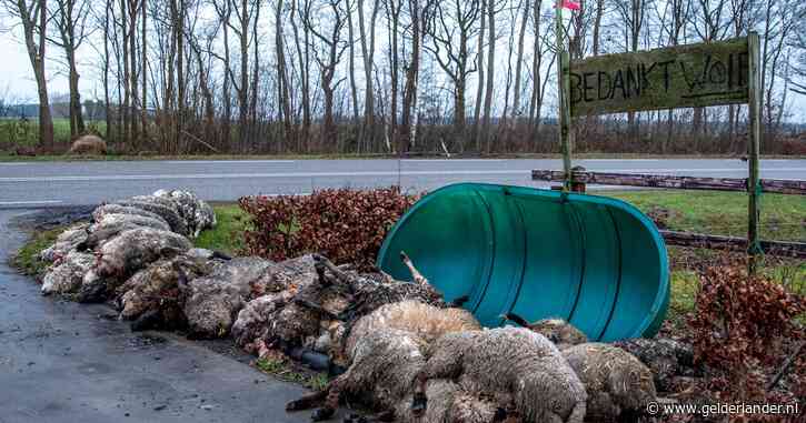 41 schapen dood bij vijftiende wolvenaanval in twee jaar: ‘Slagveld, maar opgeven is geen optie'