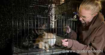Dierenvriend Fleur redt de katten van de buurvrouw uit een huis vol rook: ‘Dat dóé je gewoon’