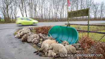41 schapen dood door mogelijk grootste wolvenaanval ooit: 'Het zijn beulen'