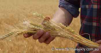 CBH says overall demand for milling wheat is muted - especially from China