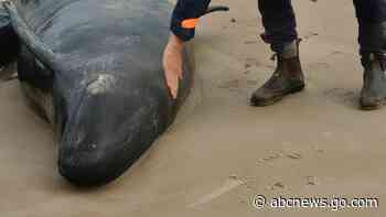 Experts give up hope for 157 false killer whales stranded on a beach in Australia's Tasmania state