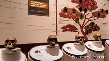 Researchers link a gene to the emergence of spoken language