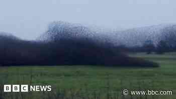 Headlines: Dense 'murmuration' and toy gun attempted robbery