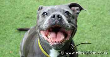 'Lovely' Luna is looking for a forever home