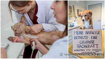 „Es passieren schräge Dinge“: Warum in Tierarztpraxen Unmut herrscht – wie es in Rosenheim läuft