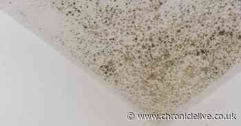 Expert shares cheap and easy way to remove mould from your home using common kitchen item