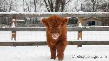 WATCH:  Hamish the Scottish Highland calf gets the zoomies at Nashville Zoo