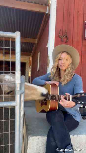 WATCH:  Horse and musician strum guitar together
