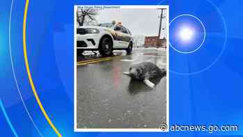 WATCH:  Baby seal rescued after being found on Connecticut street