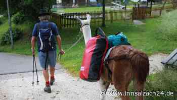 Wie sieben flauschige Therapeuten Jugendlichen auf ihrem Weg zurück in den Alltag helfen