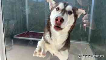 Edmonton animal rescues worry about impact of shelter's closure