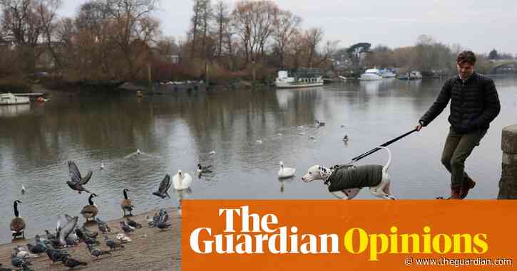 Flea treatments are turning our pets into an environmental hazard – there has to be a better way | Sophie Pavelle