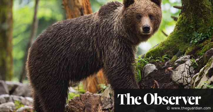 Europe’s big carnivores are on the rise – but can we live with bears next door?