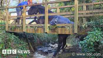 Stuck horse rescued after falling through bridge