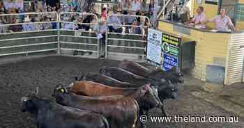 Quality female cattle sell to top prices at Grafton special store sale