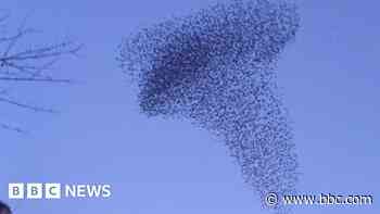 Starling murmuration captured above city's streets